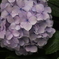 紫陽花