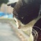 悲しげなシロクロ猫