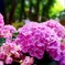 紫陽花