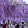 藤公園