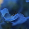 菖蒲園04