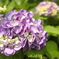 紫陽花