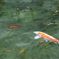 モネの池