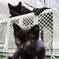 くろねこ