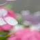 ひらり ふわり