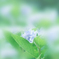 紫陽花