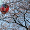 桜に映える提灯