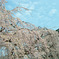 満開な弘前公園 その２