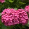 紫陽花2