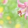 愛しのリリィ