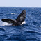 Whale