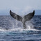 Whale