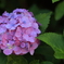 紫陽花。２