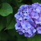 紫陽花。３