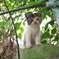尾道猫119