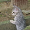 尾道猫120