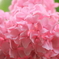 紫陽花