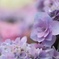 Hydrangea 