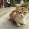 猫寺