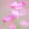 季節の花々③
