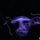 beauty of jellyfish