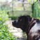 Dog in early summer