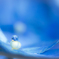 Blue drop　～special seat～