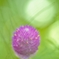 「梅雨の晴れ間の千日紅」
