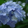 紫陽花。