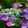 庭の花