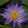 うす紫色の睡蓮