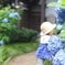 あじさいの中で隠れんぼ