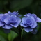 紫陽花