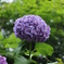 紫陽花