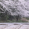 桜雪　舞う