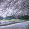 風雪桜
