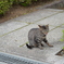 ペロッ　猫