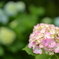 紫陽花〜from 磊々峡 in 宮城〜