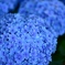 最後の紫陽花４　こんもりこんもり