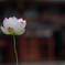 極楽浄土の蓮の花　Ⅱ