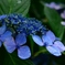 紫陽花