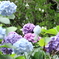 紫陽花にかこまれて