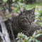 浜松町の地域猫さん