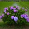 田圃に紫陽花