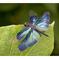Rhyothemis fuliginosa チョウトンボ
