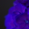 実家の紫陽花