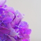 実家の紫陽花