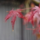 水滴る紅葉