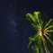 星空と椰子の樹