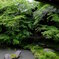 蓮花寺